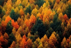Autumn Aerial Photography Of Tree Line