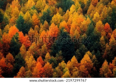Autumn aerial photography of tree line