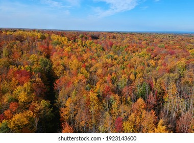 秋の群葉 の画像 写真素材 ベクター画像 Shutterstock