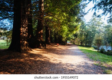 Autumn Afternoon Light Is Cast In The Redwood Forest On The Yarra River Walk Trail In Warburton, Victoria,. Australia