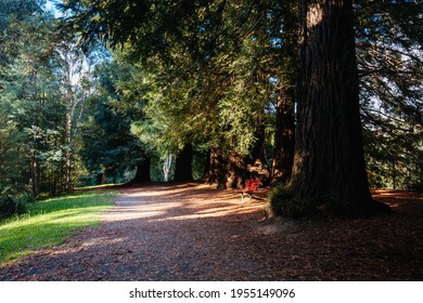 Autumn Afternoon Light Is Cast In The Redwood Forest On The Yarra River Walk Trail In Warburton, Victoria,. Australia