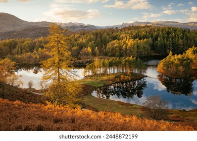 Autumn afternoon light at Tarn Hows, Lake District National Park, UNESCO World Heritage Site, Cumbria, England, United Kingdom, Europe - Powered by Shutterstock