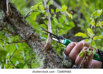 85,734 Cutting fruit tree Images, Stock Photos & Vectors | Shutterstock