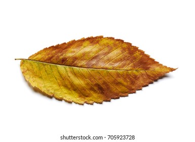 Autumn American Elm Leaf Isolated On White.