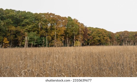 autumn Ann Arbor arboretum USA Michigan brown fall colourful trees dry grass gloomy grey sky - Shutterstock ID 2310639677