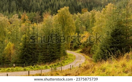 Autumn appearing, Gwydyr Forest North Wales, Uk