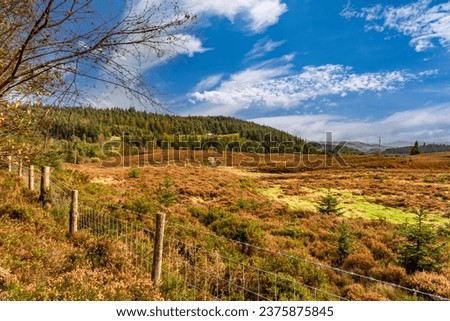 Autumn appearing, Gwydyr Forest North Wales, Uk
