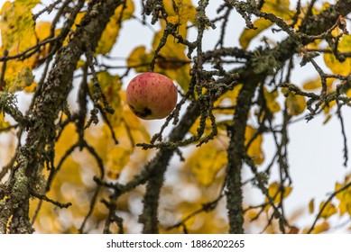 Autumn Apple On A Tree In Late Fall