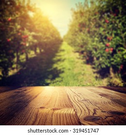 Autumn Apple Orchard Background 