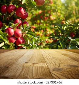 Autumn Apple Orchard Background 