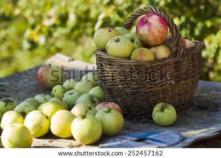 Similar – Image, Stock Photo Fresh apples in the orchard