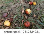 Autumn apples are rotting on the grass under the apple tree.