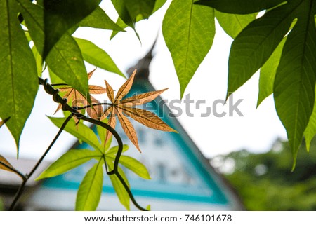 Autumn, ASIA, Zoo scape, leaf green and yellow background scene.