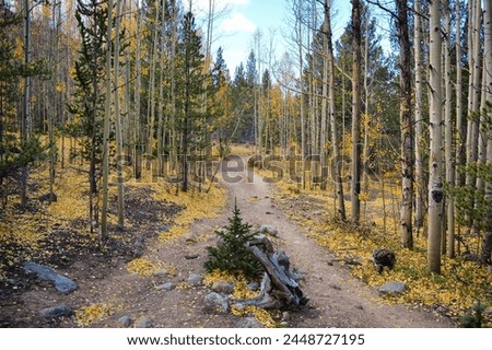 Autumn Aspen Trees Along Abyss Trail in My Evans Wilderness Guanella Pass Colorado