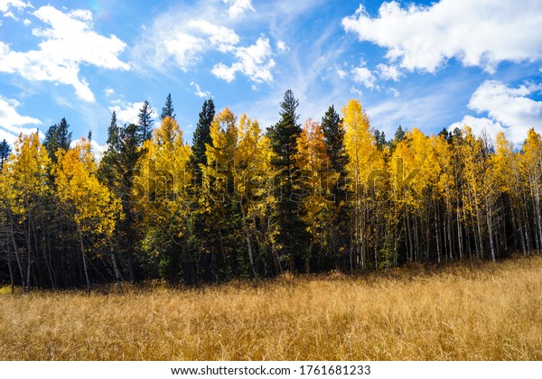 Autumn Aspen Trees Colorado Stock Photo (Edit Now) 1761681233