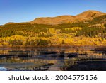 Autumn aspen trees reflect in pond near Marias Pass in the Lewis and Clark National Forest, Montana, USA