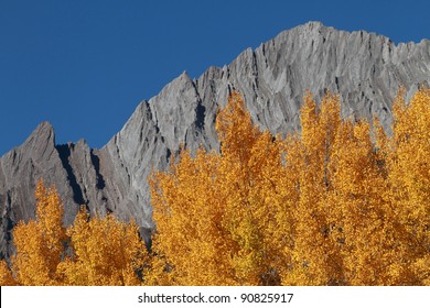 Autumn Aspen Trees With The Sawback Range In The Canadian Rockies