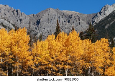 Autumn Aspen Trees With The Sawback Range In The Canadian Rockies