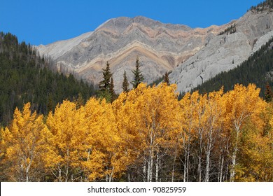 Autumn Aspen Trees With The Sawback Range In The Canadian Rockies