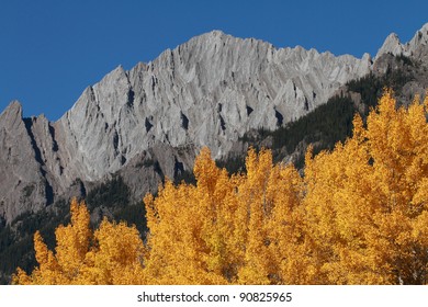 Autumn Aspen Trees With The Sawback Range In The Canadian Rockies