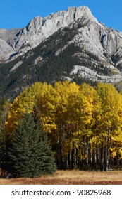 Autumn Aspen Trees With The Sawback Range In The Canadian Rockies