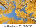 Autumn aspens decorate the landscape of Colorado in the USA