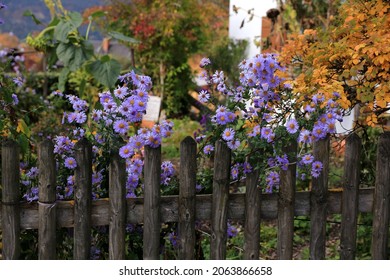 Autumn Asters In A Beautiful Cottage Garden