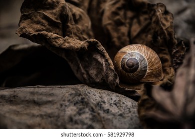 Autumn atmosphere , snail shells and dry leaves