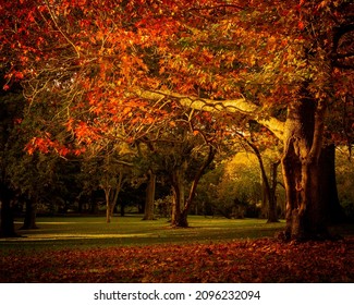 Autumn In The Auckland Domain