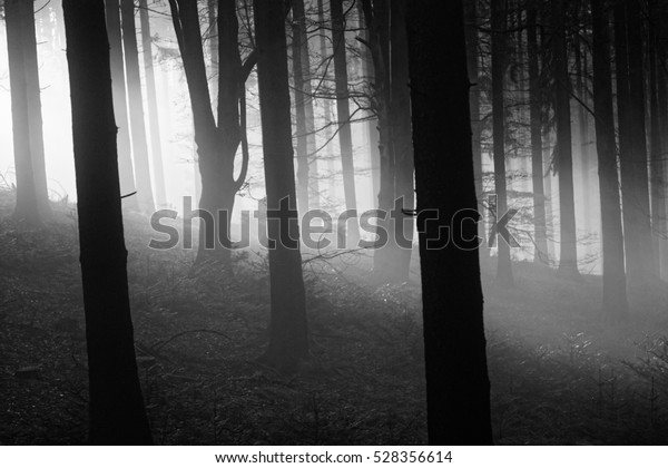 Autumn Austrian Misty Forest Sunset Light Stock Photo (Edit Now) 528356614