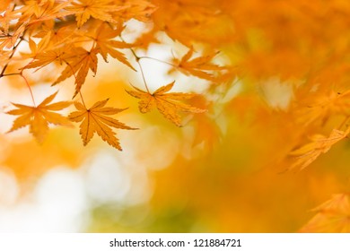 3,405,588 Summer autumn background Images, Stock Photos & Vectors ...