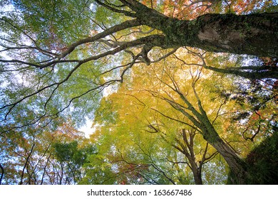 autumn background