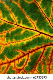 autumn background