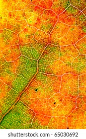 autumn background
