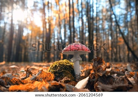 autumn background. amanita muscaria mushroom in autumn forest. harvest fungi concept. Fly agaric, wild poisonous red mushroom  in yellow-orange fallen leaves. fall season