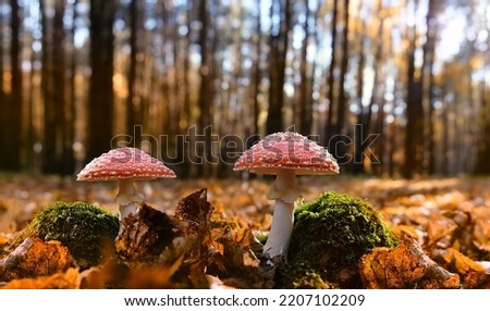 autumn background. amanita muscaria mushrooms in autumn forest. fall season. Fly agaric, wild poisonous red mushrooms in yellow-orange fallen leaves. harvest fungi concept.