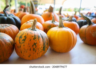 Autumn Background Of Assorted Small Orange Pumpkins 