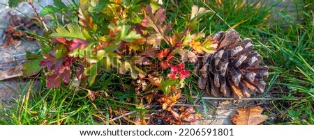 autumn background banner with leaves and pine cone on green grass