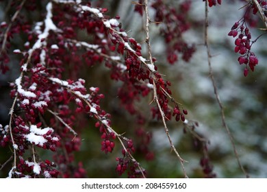 Autumn Background Of A Barberry Bush With Red Berries On The Background Of Bare Branches With Thorns. High Quality Photo