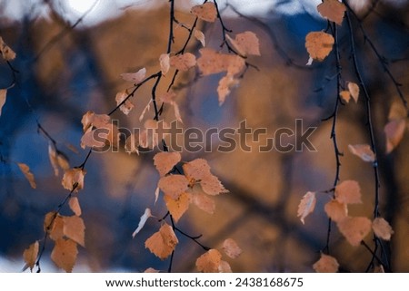 Autumn background with birch yellow leaves and branches