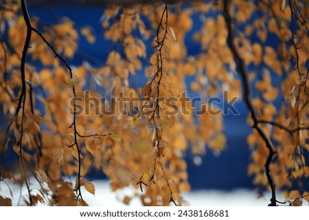 Autumn background with birch yellow leaves and branches