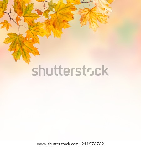 Similar – Image, Stock Photo blazing autumn… Nature