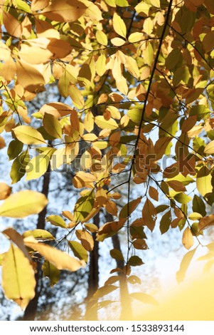 Autumn background from bright leaves. Leaves in the sun. Can be used for design.