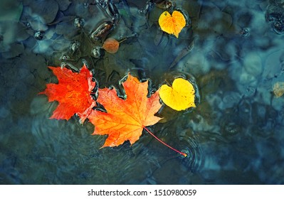 Autumn background. bright yellow-orange fallen maple leaves in dark blue water. autumn atmosphere image. symbol of fall season. flat lay. template for design - Shutterstock ID 1510980059