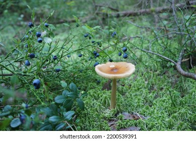 Autumn Background With Brown Mushroom And Blueberry Bush With Purple Berries On A Blurry Background. Nature Wallpaper