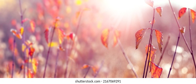 Autumn background with colorful autumn leaves on a blurred background in sunny weather, panorama - Shutterstock ID 2167069291