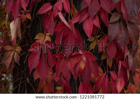 Autumn background with colorful leaves. Top view