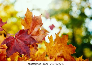 Autumn Background. Colorful Maple Leaves With Sun Light, Close Up