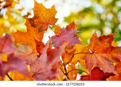 Autumn Background. Colorful Maple Leaves With Sun Light, Close Up