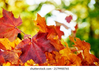 Autumn Background. Colorful Maple Leaves With Sun Light, Close Up